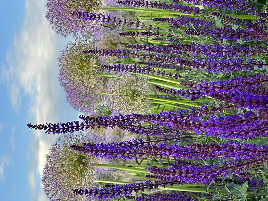 Vibrant purple salvia and allium flowers against blue sky