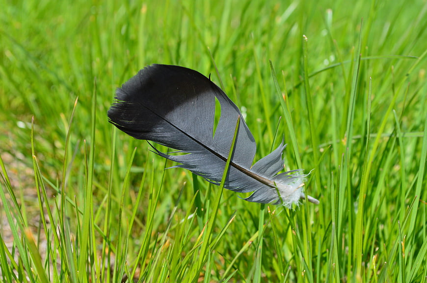Black bird feather resting in vibrant green grass