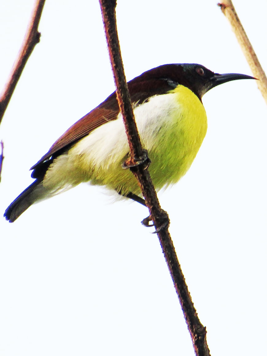 Male Purple-rumped Sunbird Perched on Branch
