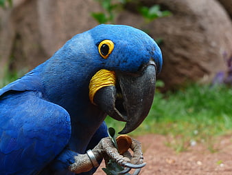 Close-up of Hyacinth Macaw Eating Nut