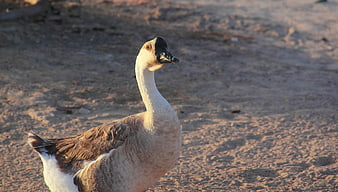 Swan Goose Standing on Sandy Ground in Golden Hour Light