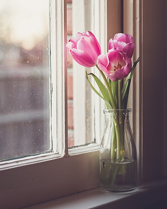 Pink Tulips in Glass Vase on Window Sill