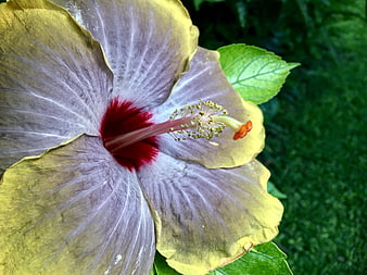 Close-up of yellow and purple hibiscus flower with red center