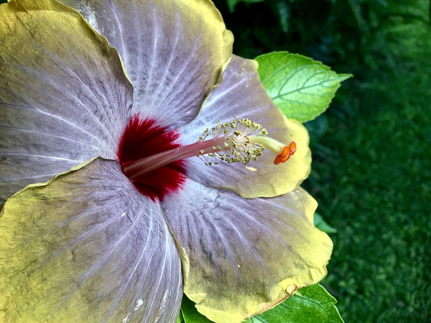 Close-up of yellow and purple hibiscus flower with red center