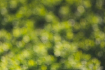 Abstract green bokeh background with soft light circles