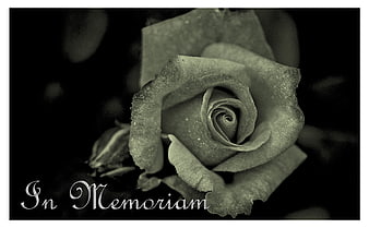Black and White Rose Close Up With In Memoriam Text