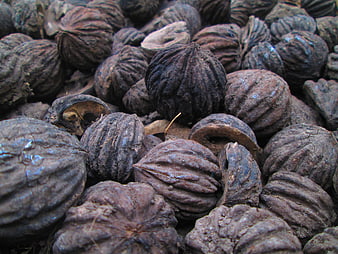 Close-up texture of black walnut shells in a pile