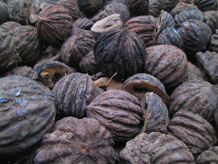 Close-up texture of black walnut shells in a pile
