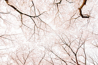 Cherry Blossom Branches Against White Sky Background