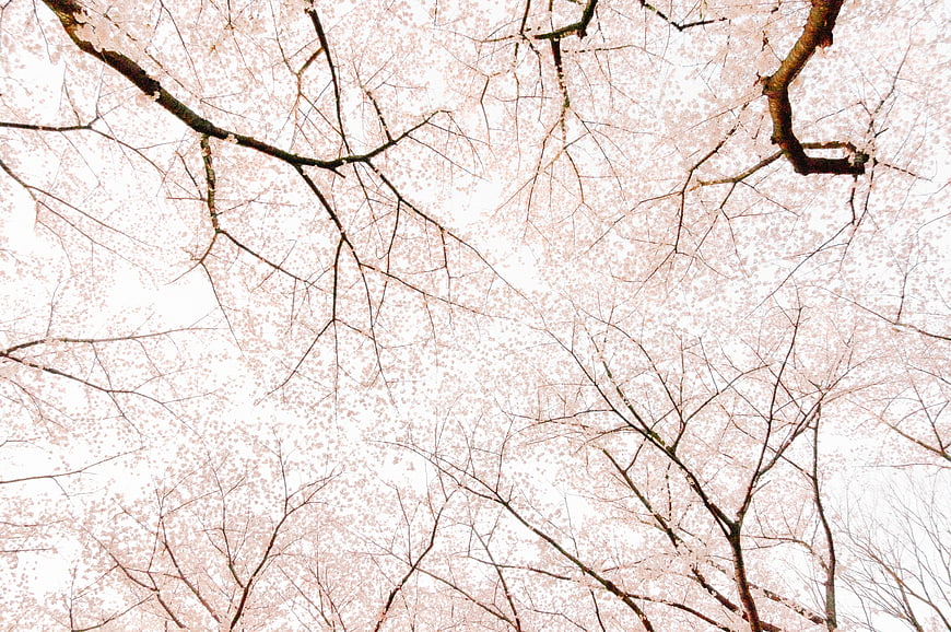 Cherry Blossom Branches Against White Sky Background