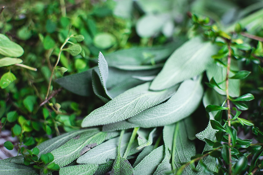 Fresh Sage Leaves and Herbs on Natural Background