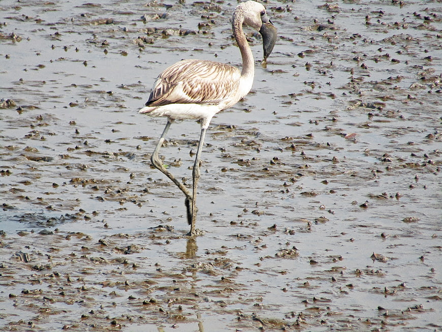 Lesser Flamingo Standing in Muddy Wetland Habitat