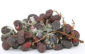 Rotten Grapes With Mold On White Background