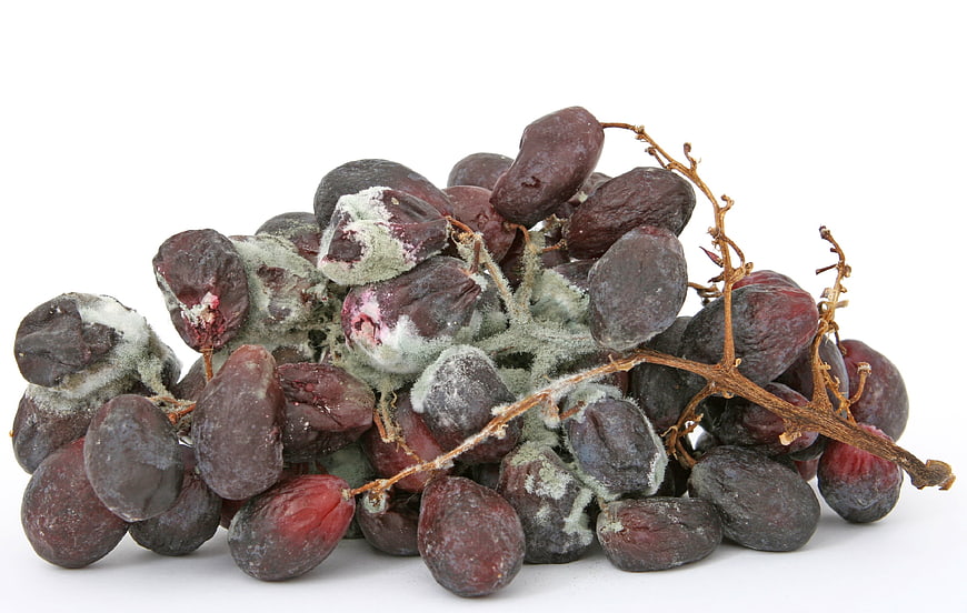 Rotten Grapes With Mold On White Background