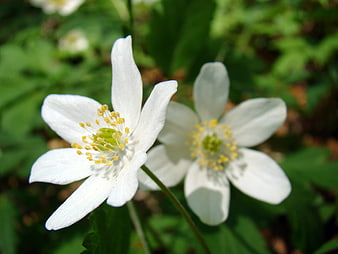 Close-up of white wood anemone flowers in spring forest