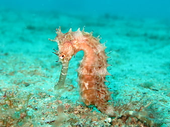 Thorny Seahorse Underwater Portrait on Sandy Ocean Floor