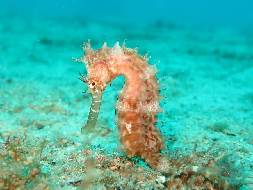 Thorny Seahorse Underwater Portrait on Sandy Ocean Floor