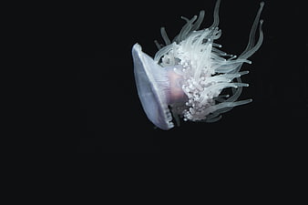 White jellyfish floating in dark water
