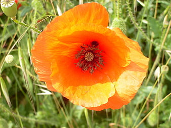 Vibrant orange poppy flower blooming in a green meadow