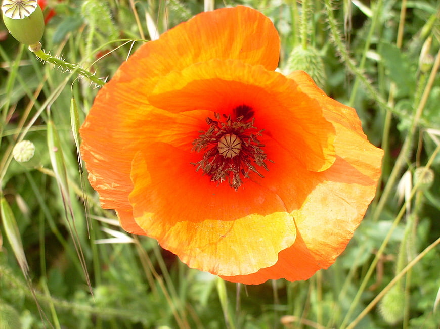 Vibrant orange poppy flower blooming in a green meadow