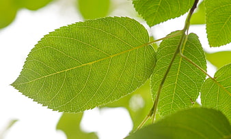 Close-up of vibrant green leaf with detailed veins
