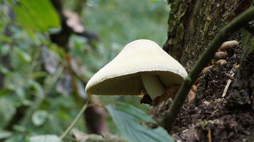 Close-up of a white mushroom growing on a tree trunk in a forest