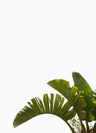 Tropical Banana Leaves Against White Sky Background
