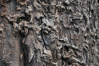 Close-up of rough textured tree bark with natural patterns