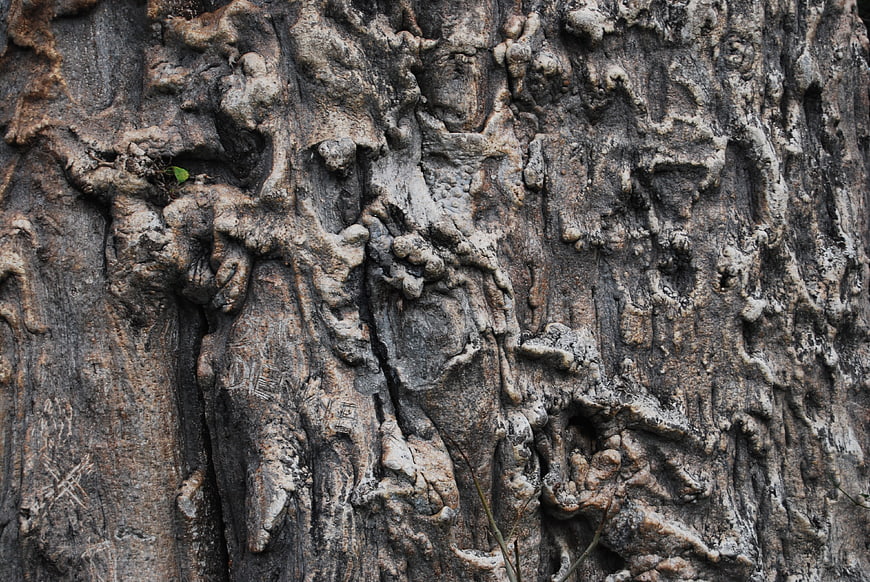 Close-up of rough textured tree bark with natural patterns