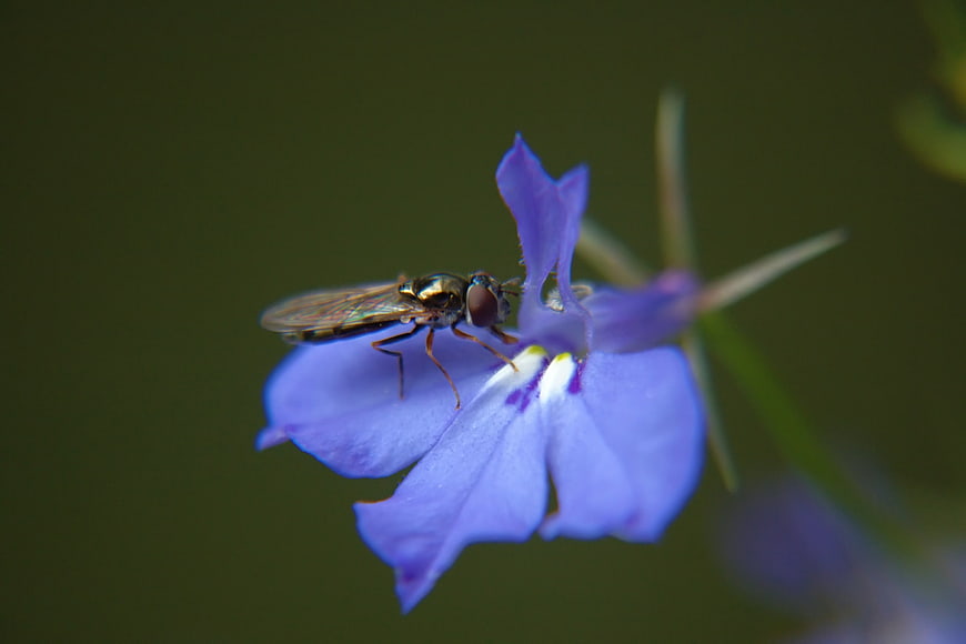 Close-up of a hoverfly on a purple lobelia flower