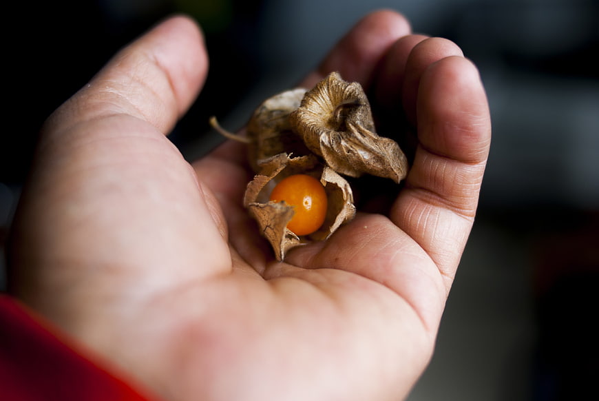 Close-up of hand holding physalis fruit
