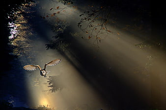 Barn Owl Flying Through Misty Forest Sunbeams