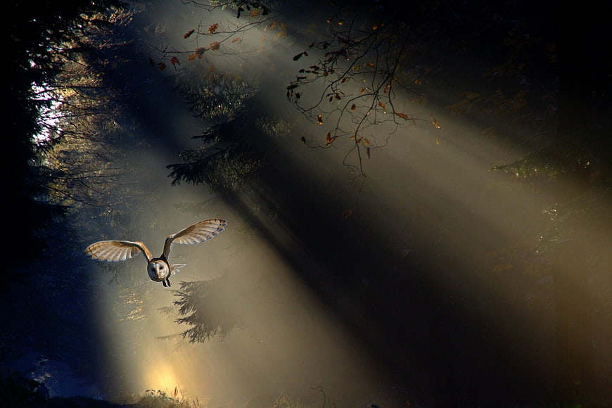 Barn Owl Flying Through Misty Forest Sunbeams
