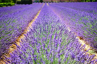 Vibrant Lavender Field Rows in Summer Sunlight