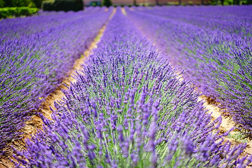 Vibrant Lavender Field Rows in Summer Sunlight