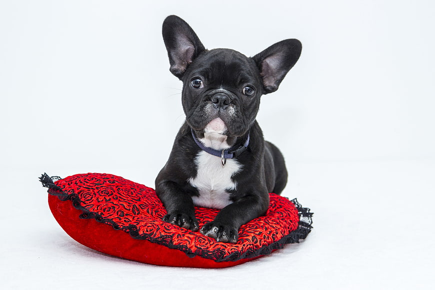 Cute black French Bulldog puppy on red cushion