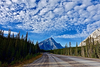 Gravel Road Through Pine Forest Leading to Mountain Peak