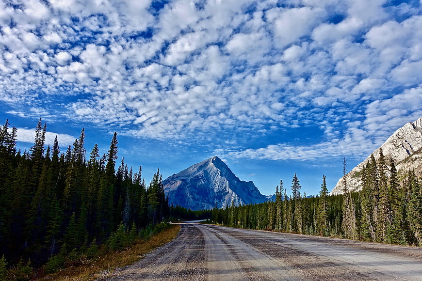Gravel Road Through Pine Forest Leading to Mountain Peak