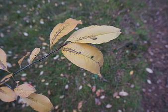 Close-up of yellow autumn leaves on a branch