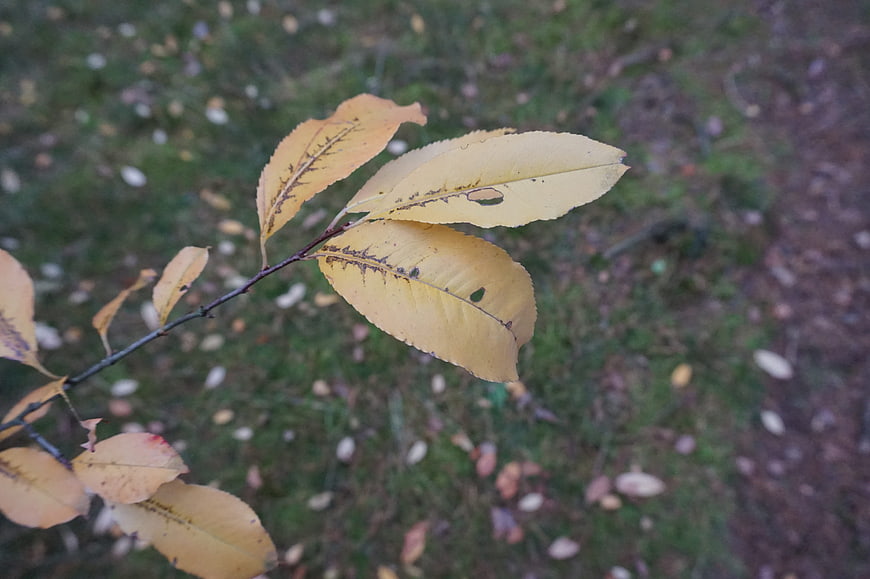 Close-up of yellow autumn leaves on a branch