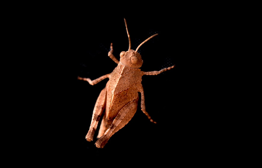Close-up of a brown grasshopper on a black background