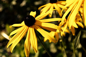 Close-up of Yellow Black-Eyed Susan Flower in Sunlight