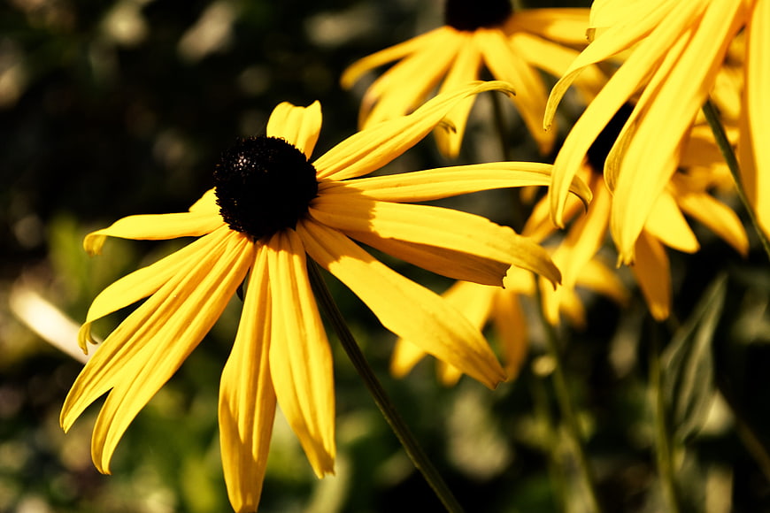 Close-up of Yellow Black-Eyed Susan Flower in Sunlight