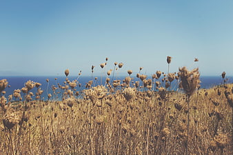 Dried wildflowers on coastal cliff with blue ocean background