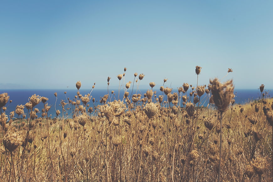 Dried wildflowers on coastal cliff with blue ocean background