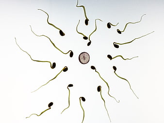 Radish slice and sprouts arranged as sperm and egg cell