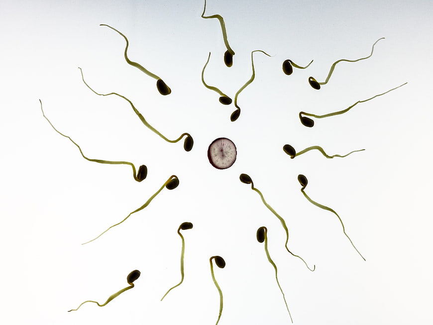 Radish slice and sprouts arranged as sperm and egg cell
