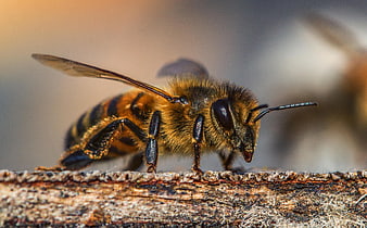 Macro Close-Up of Honeybee on Rough Bark
