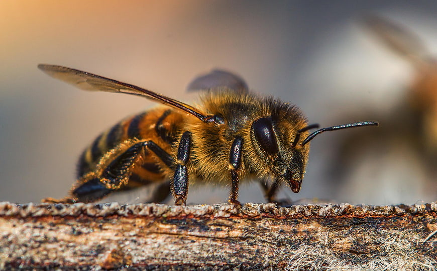 Macro Close-Up of Honeybee on Rough Bark