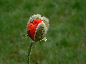 Close-up of a red poppy bud about to bloom
